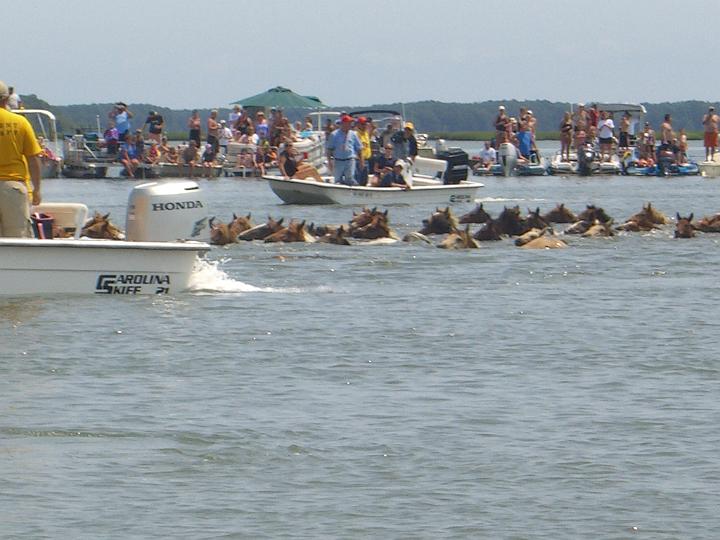 Chincoteague Pony Swim July 2007 048.JPG